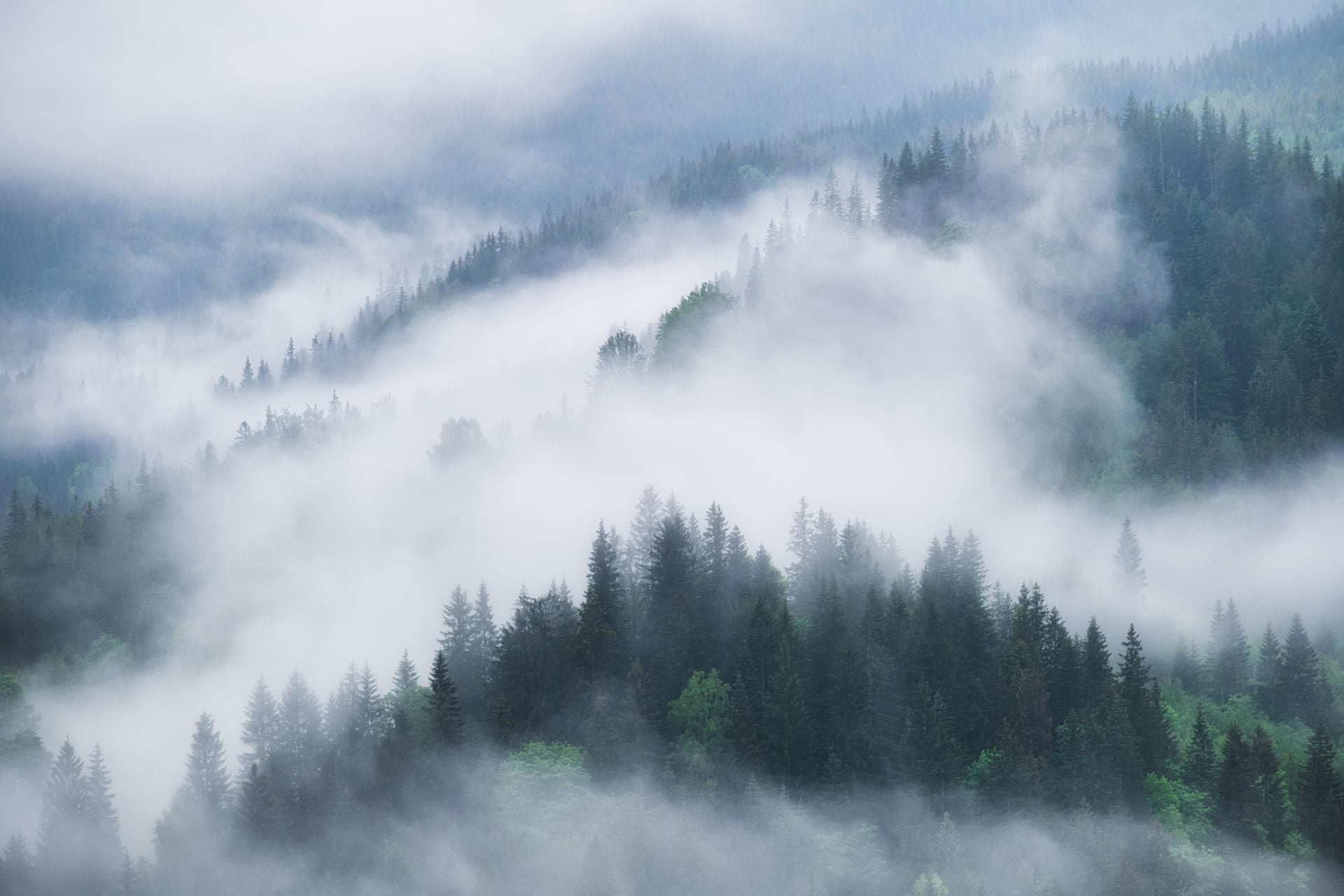 foggy-forest-in-the-mountains-landscape-with-tree-2021-09-03-13-30-46-utc