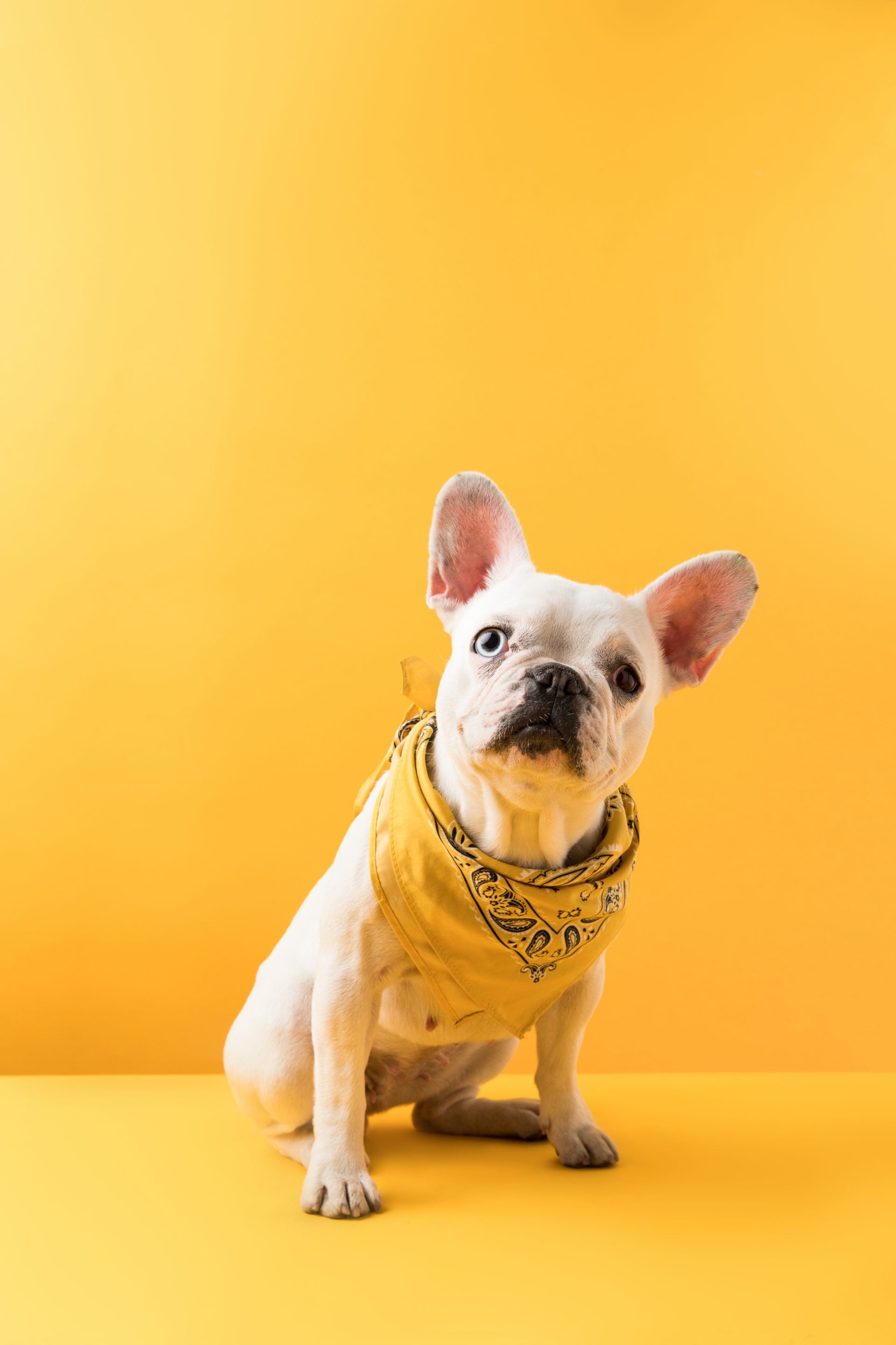 funny french bulldog sitting and looking at camera on yellow