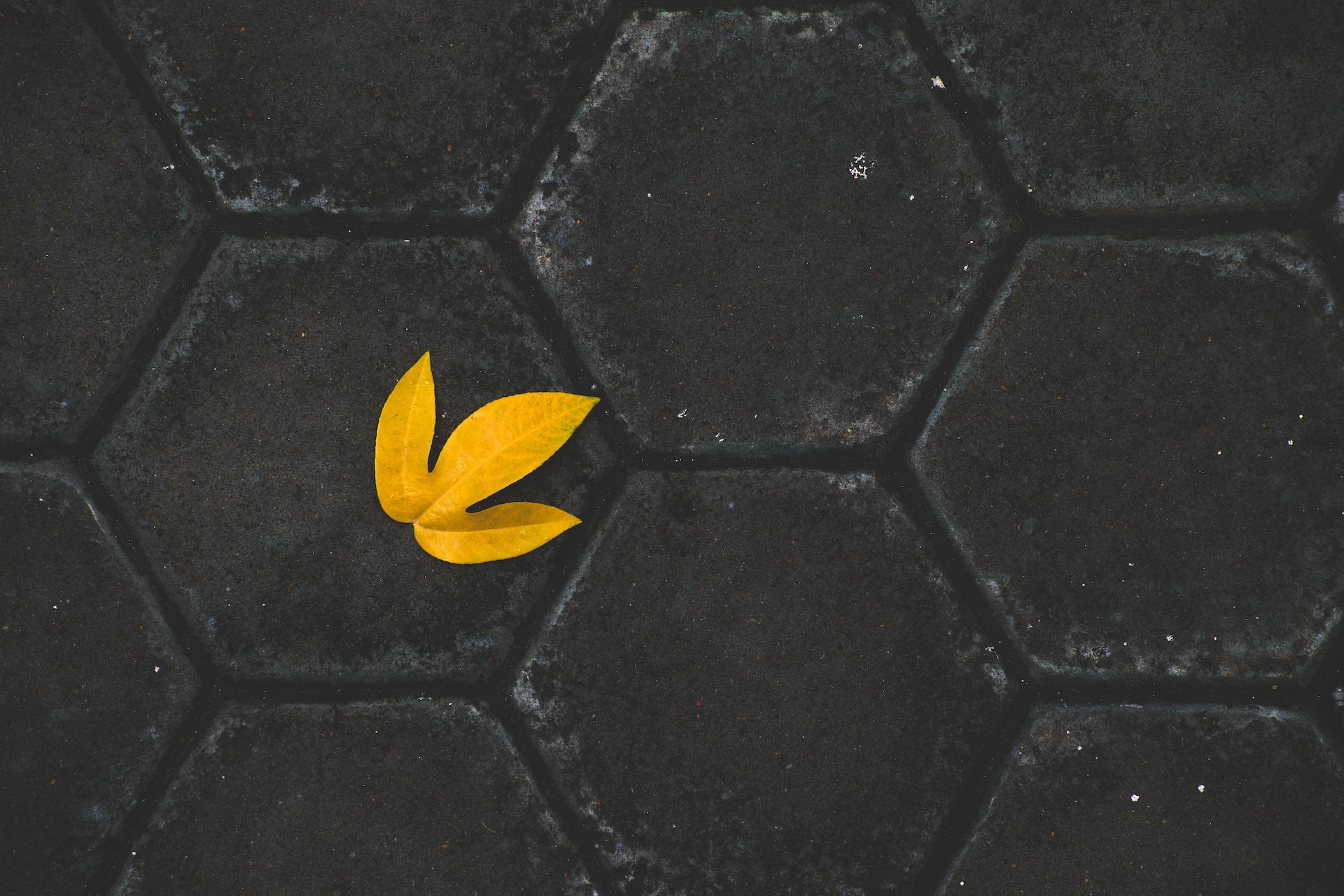 Yellow flower on black and gray concrete floor